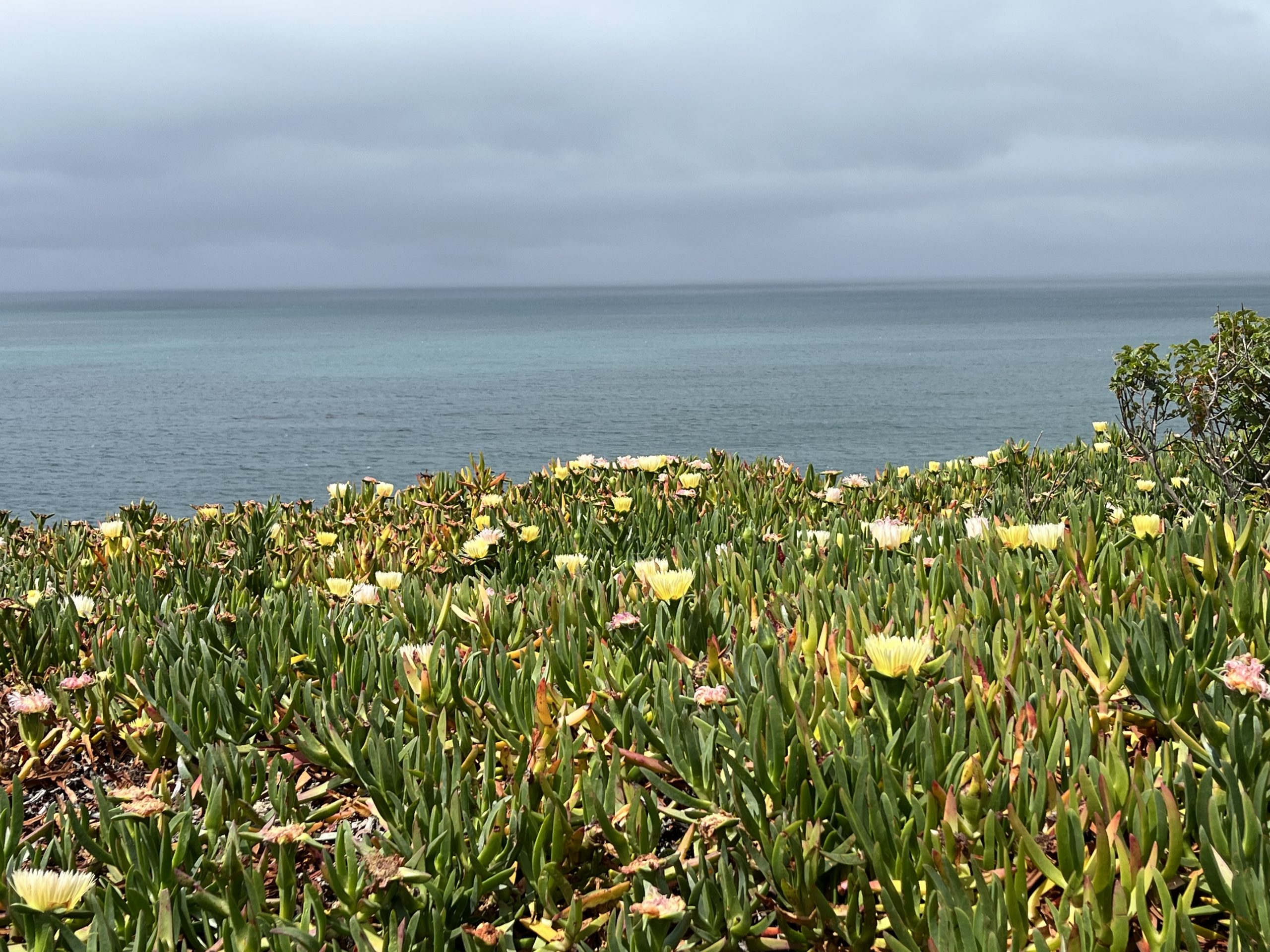 Day 11 : Pigeon Point Lighthouse to Aptos