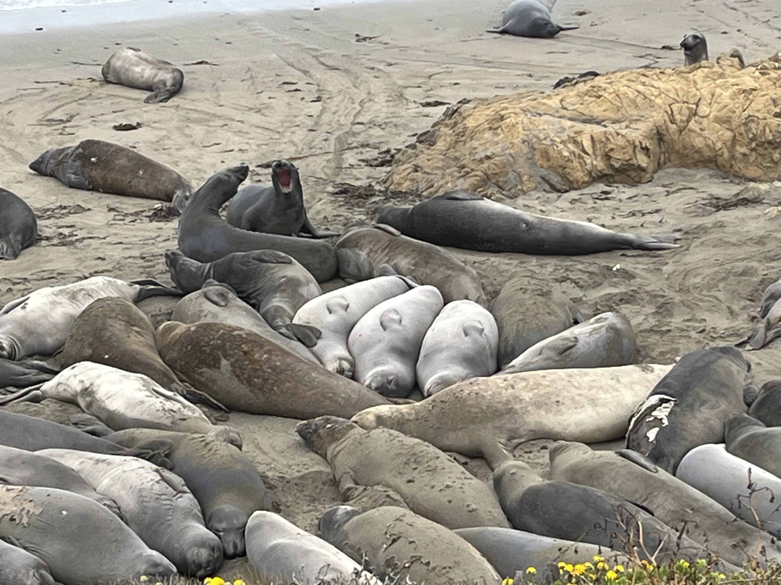 Day 40 : Ragged Point to Baywood-Los Osos